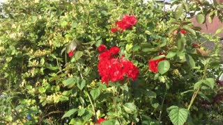 Lovely red roses in summer