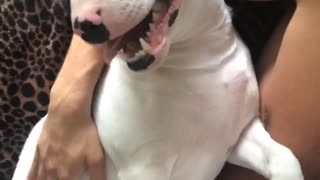 White dog lays next to owner with his tongue out