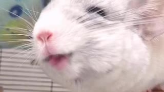 Chinchilla makes hilarious face when vacuum turns on