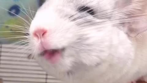 Chinchilla makes hilarious face when vacuum turns on