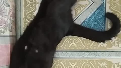 Sleeping Black cat