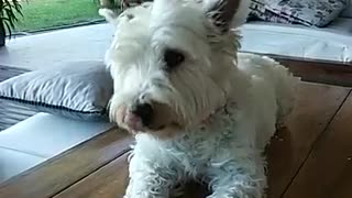 White dog sitting down and lifting up paw