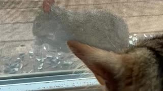 Cat VS squirrel window