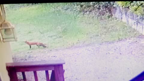 CAUGHT ON CAMERA: FOX 🦊 TRIES TO KILL OUR CHICKEN 🐔