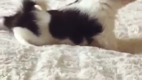 Amazing puppy wants to sleep !