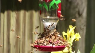 Honey Bees Swarm Hummingbird Feeder