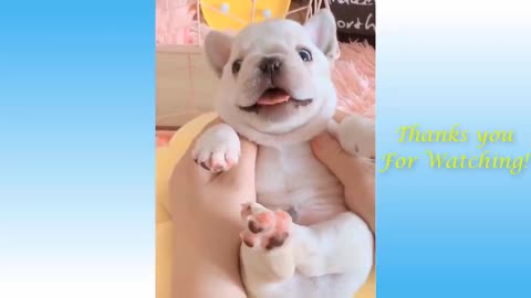 Funny dogs play smile and cute