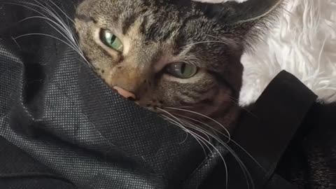 Cat plays with tote bag