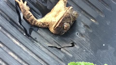 Stuck Frog Rescued From Tight Spot
