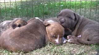 PUPPY PITBULLS