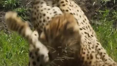 The way of the Cheetah