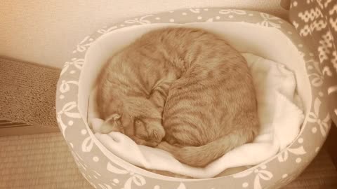 Kitten sleeping - rest pet