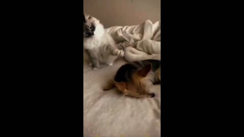 Funny animals Funny cat and dog 3