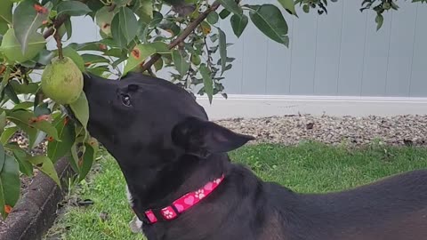 Dog Picks Pear From Tree All By Herself