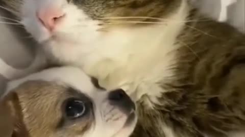 cat adopts dog