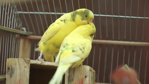 Cute romantic parrots
