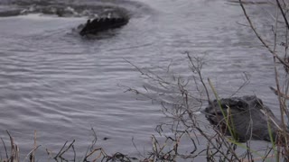 Alligator Doing a Little Excavation Near Nesting Site