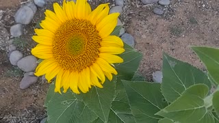 Sunflowers growing, Eve Garden