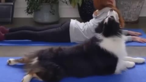 firulay in yoga class
