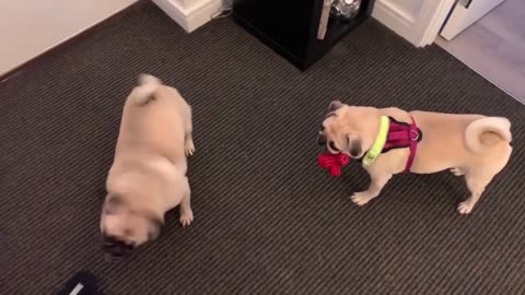 2 Adorable Pugs Playing with Each Other!