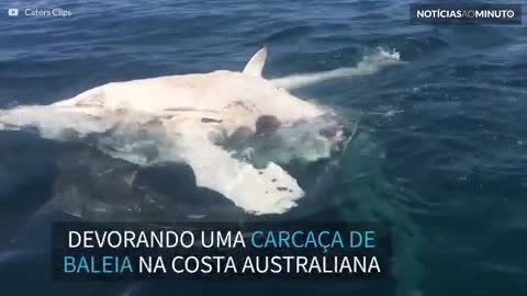 Oito tubarões-tigre devoram carcaça de baleia