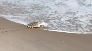 Sea Turtle Finally Goes Home! Watch!