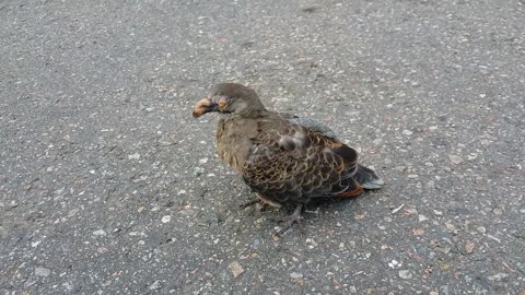 Man rescues blind pigeon from busy street