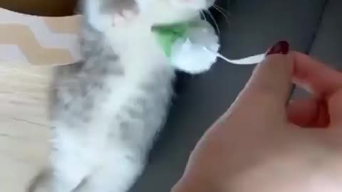 Cute playing baby cat