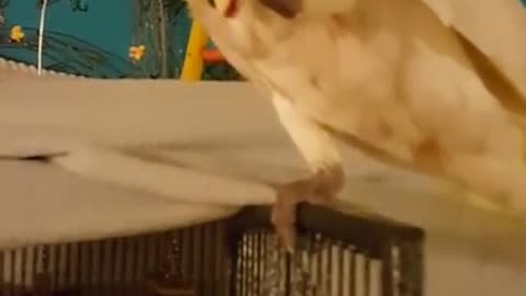 Parrot Steals Mommy's Pop Tart!!!