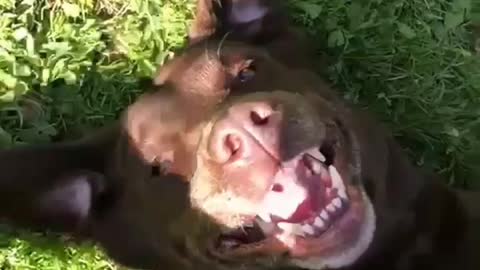 Smiling dog lying on the grass