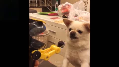 Funny Pets Try Not To Laugh