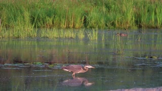 Blue Herons