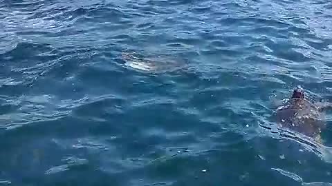 Rare sea turtles in Argostoli, Kefalonia