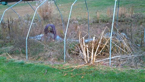 RemovingThe Old Hoop House
