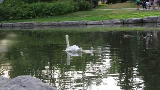 swan swimming in the river at the park