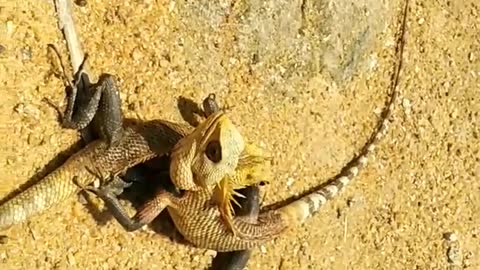 Conflict between two lizards