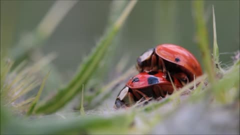 Two insects of ladybug make love in nature it's funny