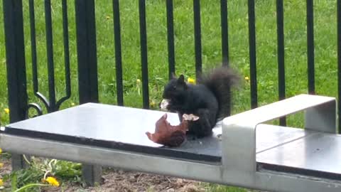 Urban Animals - Squirrel Eats Tim Hortons Muffin