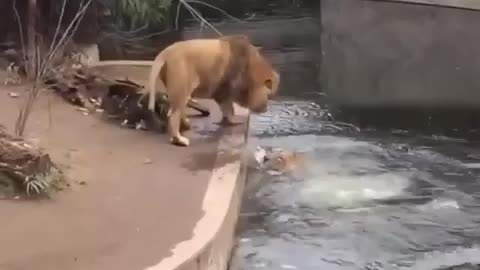 funny video of Lion falling in to water