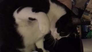 Black and white cat plays with fidget spinner