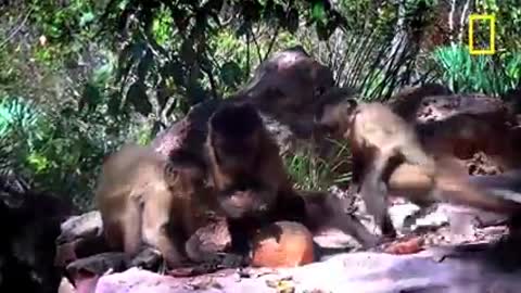 Monkeys Use Stones to Crack Open Nuts | On Assignment