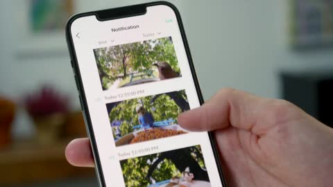 NETVUE Birdfy Lite- Smart Bird Feeder Camera - How to install and use the smart bird feeder camera