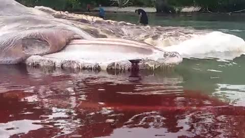 Criatura marinha gigante aparece em praia e intriga habitantes