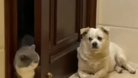 Cat fears a dog while entering the door