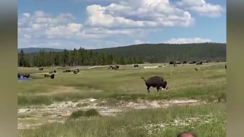 A bison gores a woman in Yellowstone National Park - WD28