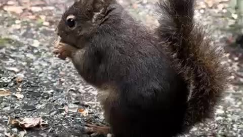 Douglas Squirrel Enjoys Peanut - The Great PNW