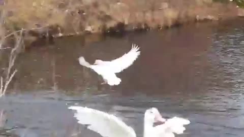 Muscovy Ducks Enjoying The First Day of December