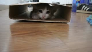 Kitten plays with empty box