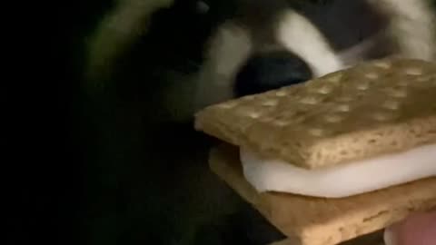Rickles the Raccoon Ready for His First S’more
