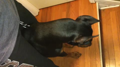 Doberman Doesn't Like Being Tricked